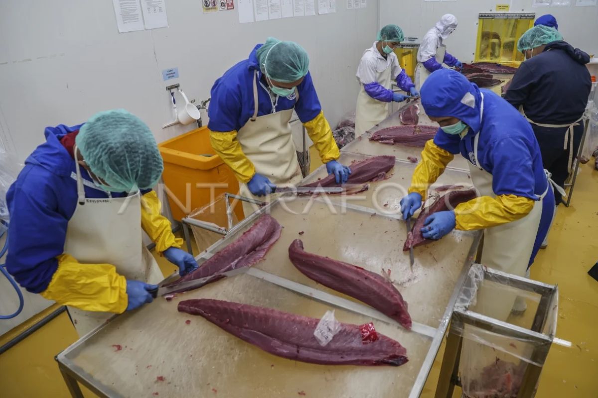 Indonesia ships first frozen tuna loin export from Maluku to Thailand