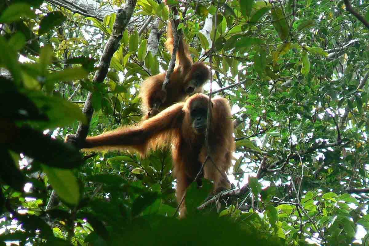 BKSDA Aceh evacuates isolated orangutan from palm oil plantation