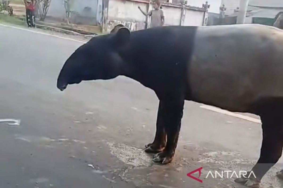 Stirring Conservation Awareness Behind the Tapir Tragedy in Mesuji
