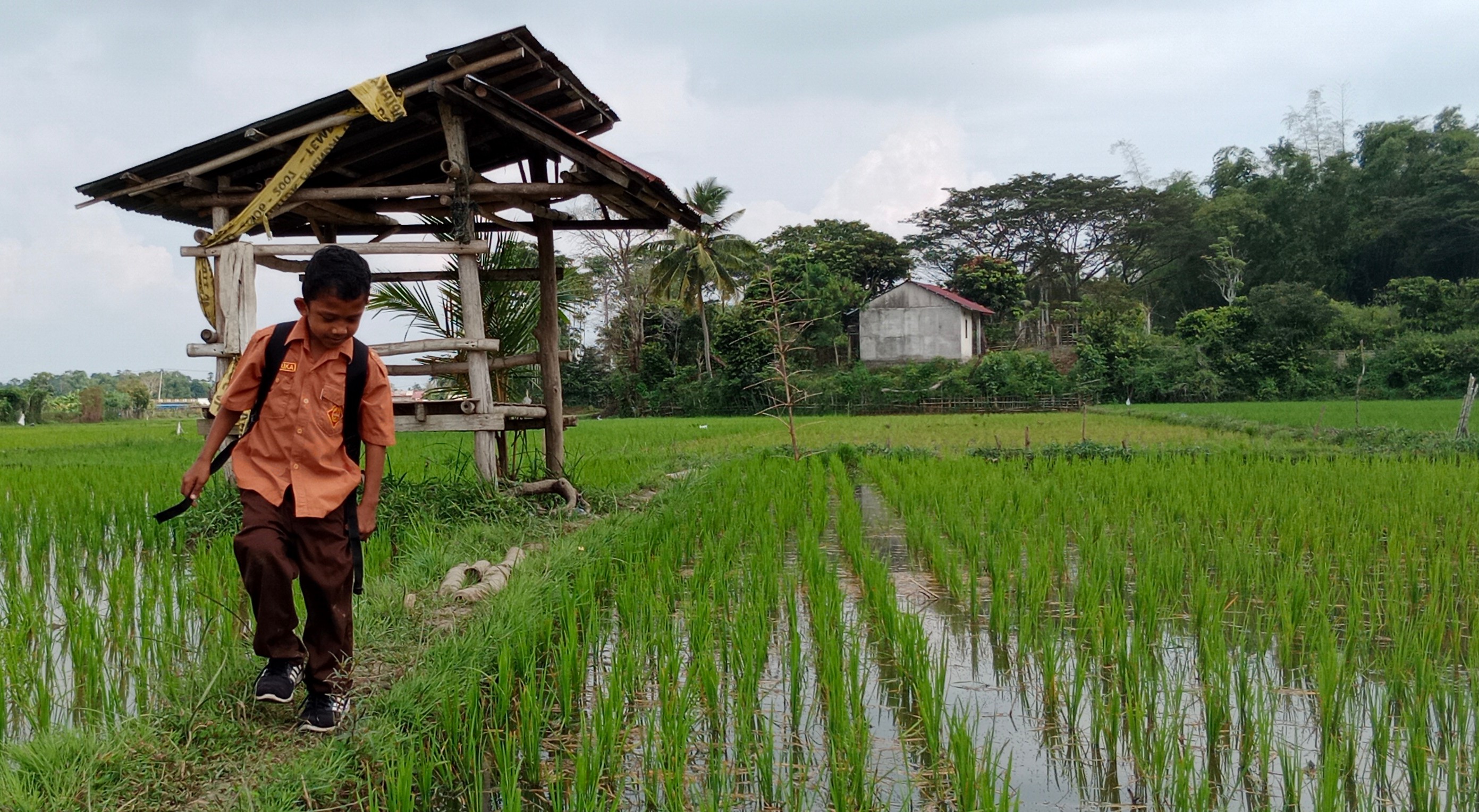 El Nino 2026 Impact: Aceh Rice Fields Face Delayed Planting for Gadu Season