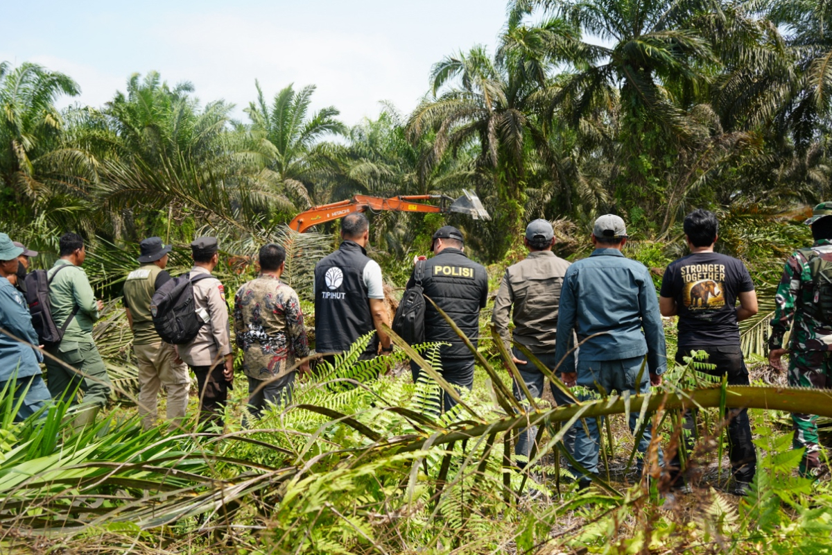 Forestry Ministry and Task Force Clear Illegal Palm Oil Plantations in Tesso Nilo
