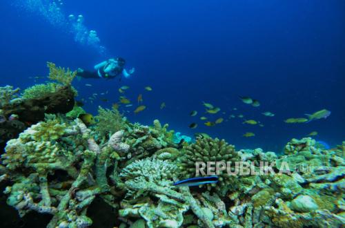 Study Reveals Marine Animals Are Shrinking Due to Climate Change