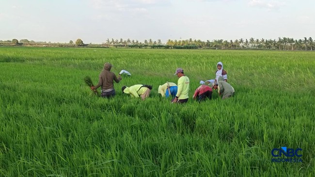 High Hopes from Merauke's Rice Fields: New Planting Method Boosts Productivity