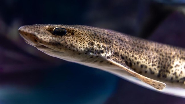 Move Over Salmon! This Indonesian Fish Has the World's Highest Omega-3 Content