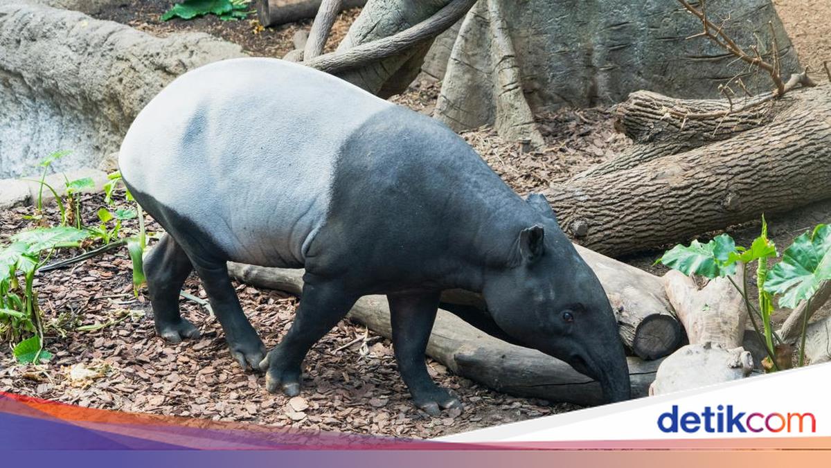 Why Tapirs Are Protected: Reasons, Regulations, and Penalties