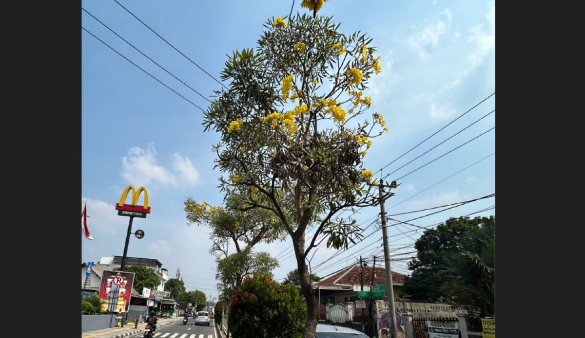 Depok City Government Plants Tabebuya Trees on Cleared Illegal Building Sites to Prevent Erosion and Pollution