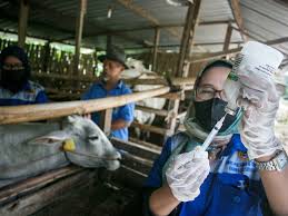Padang Intensifies Second Round of FMD Vaccinations, 700 Doses Prepared Free of Charge