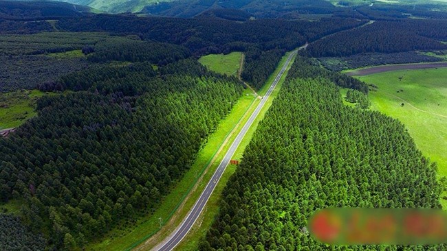 China Plants 66 Billion Trees, Greening Faster Than Natural Forests