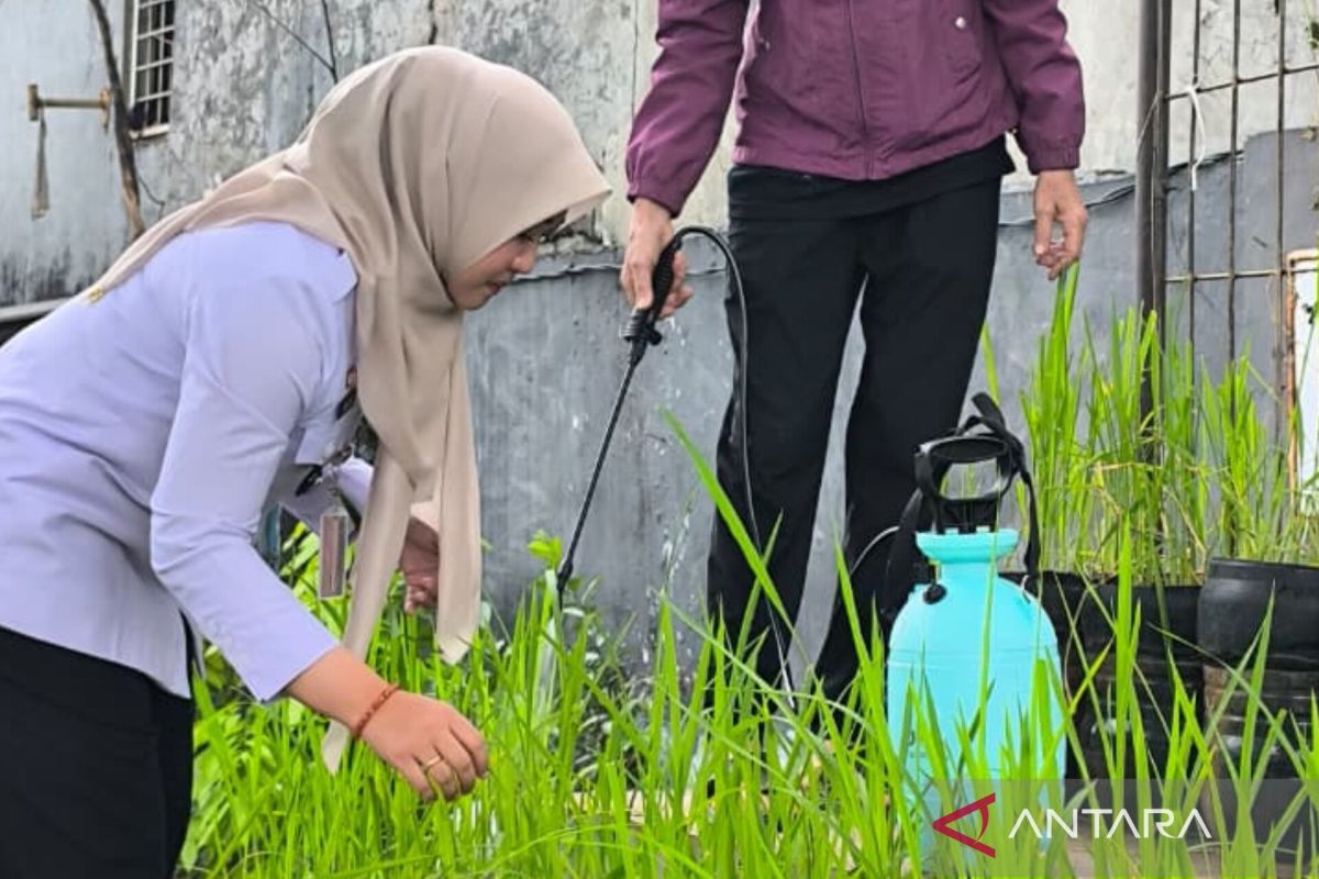 Pasar Minggu Subdistrict Creates Innovation of Rice Cultivation in Gallon Containers