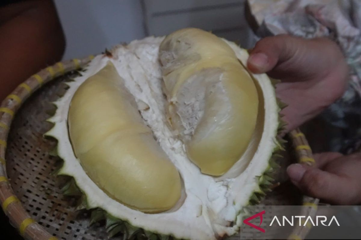 Pangkalpinang Designates Destar Point as Durian Culinary Centre