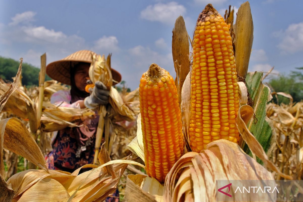 Building food self-sufficiency through three collaborative networks