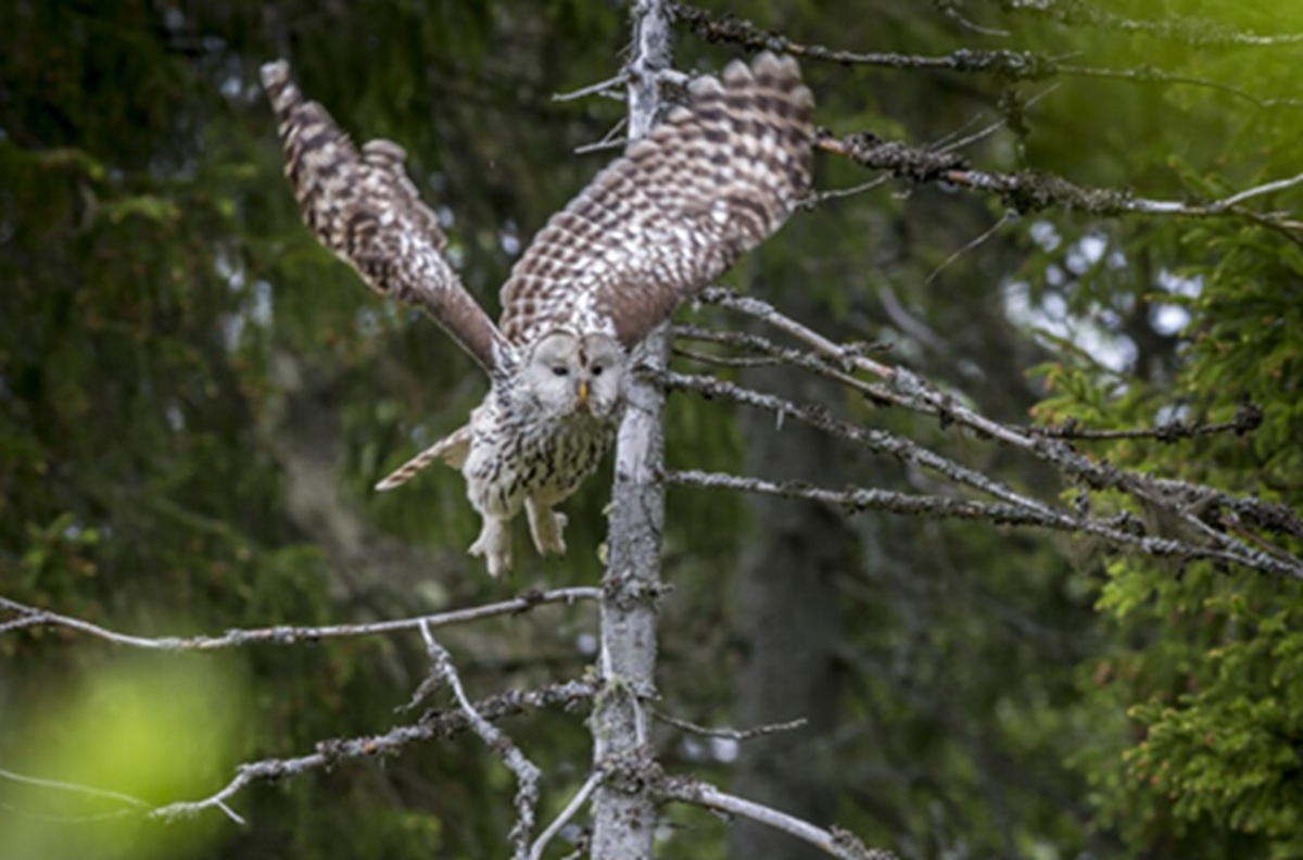 Not Just Species Count: Healthy Ecosystems Desperately Need Predators