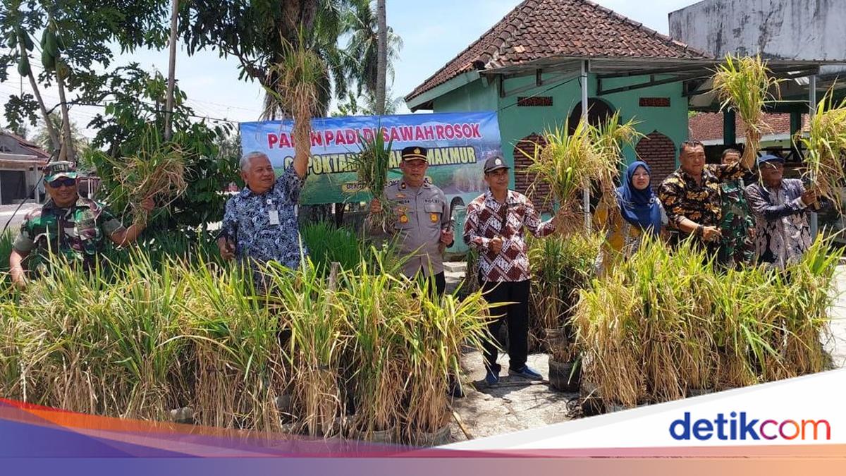 Gunungkidul Agriculture Agency to Promote 'Gallon Rice' Cultivation Method