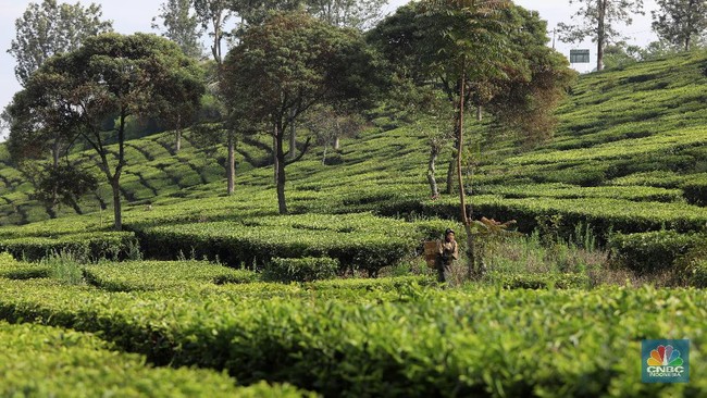 Plantation Holding PTPN III Profit Leaps 81% to Rp6.39 Trillion in 2025