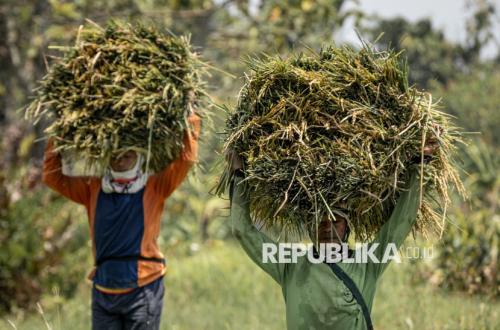Bank Mandiri Disburses Rp 17.77 Trillion in KUR, Agriculture Sector Absorbs Largest Share