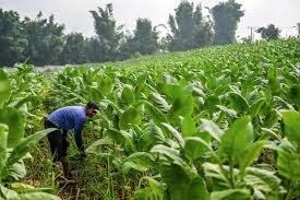 PBNU Rejects Three Draft Tobacco Regulations, Citing Threat to National Ecosystem