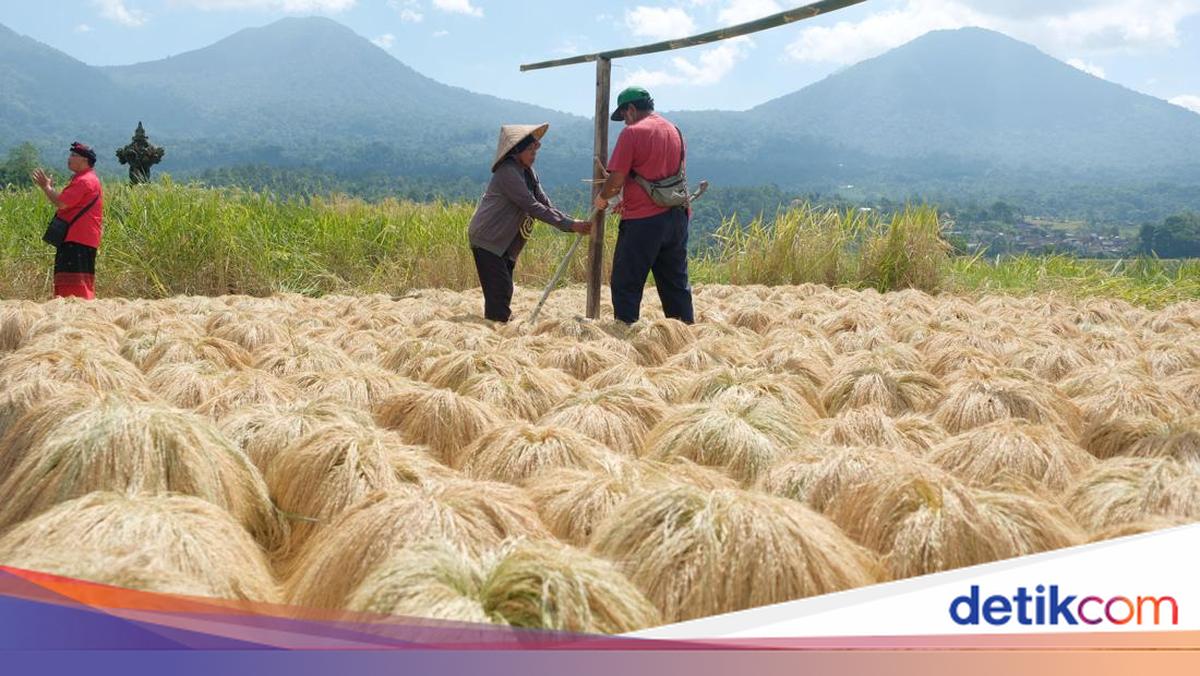 Tabanan Agriculture Office Distributes 25 Tonnes of Rice Seeds and Corn Seedlings to Farmers