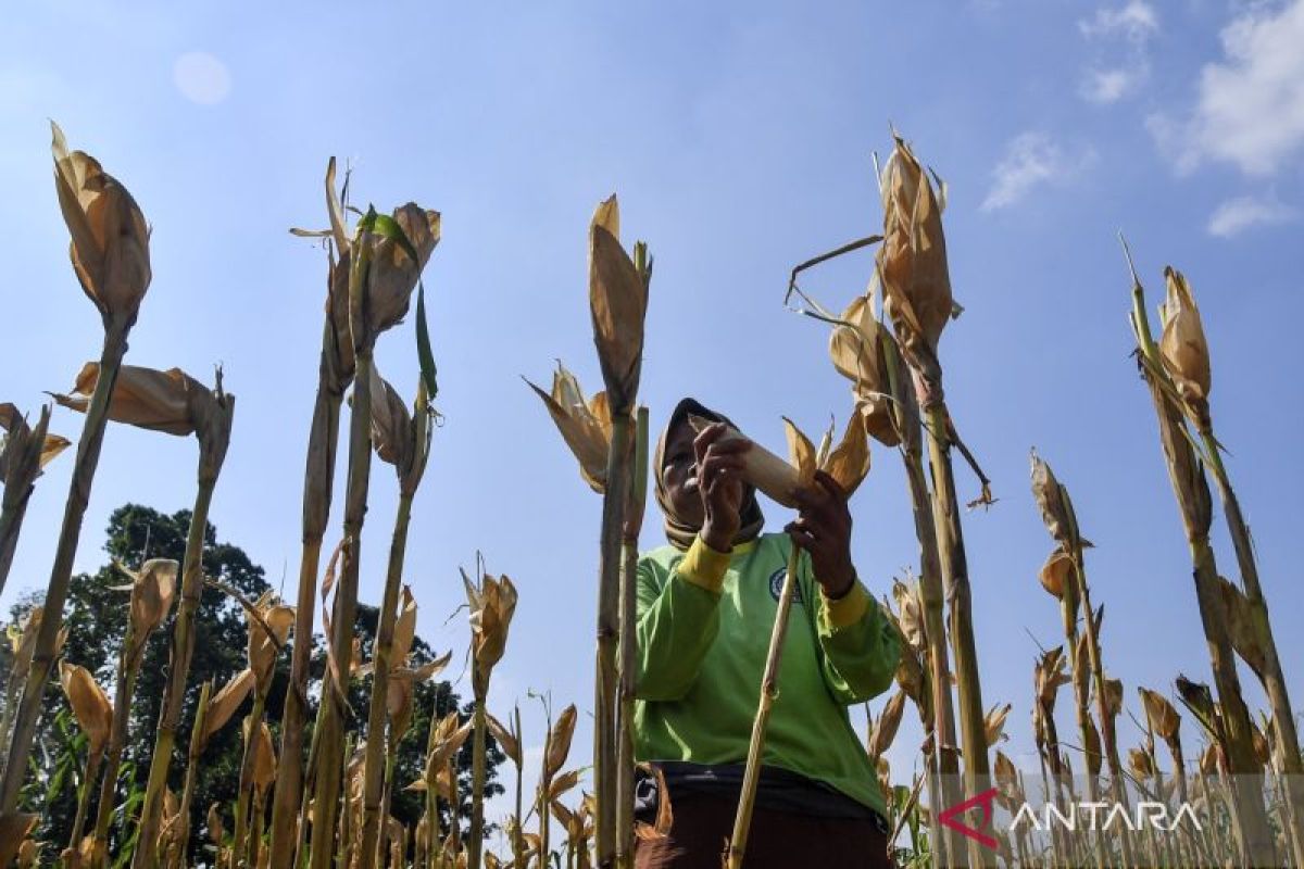 Building food self-sufficiency with 'three-network' collaboration
