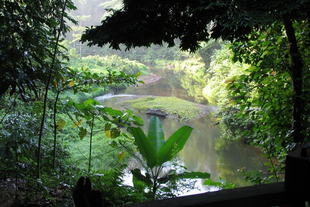 Forestry Carbon Trading Begins Implementation, Poised to Attract Green Investment