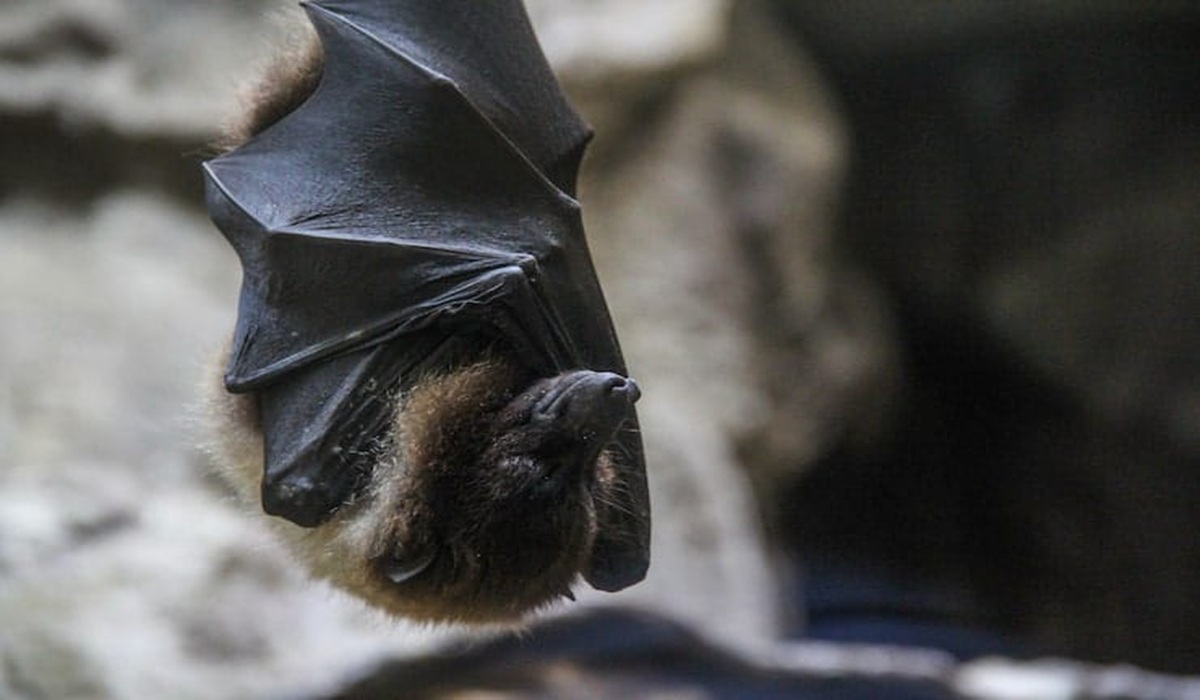 11-Year-Old Boy in Canada Dies After Bat Lands on His Face