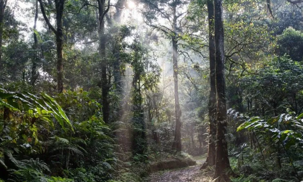 Food Minister Praises Forestry Ministry as Fastest to Implement Carbon Trading Policy