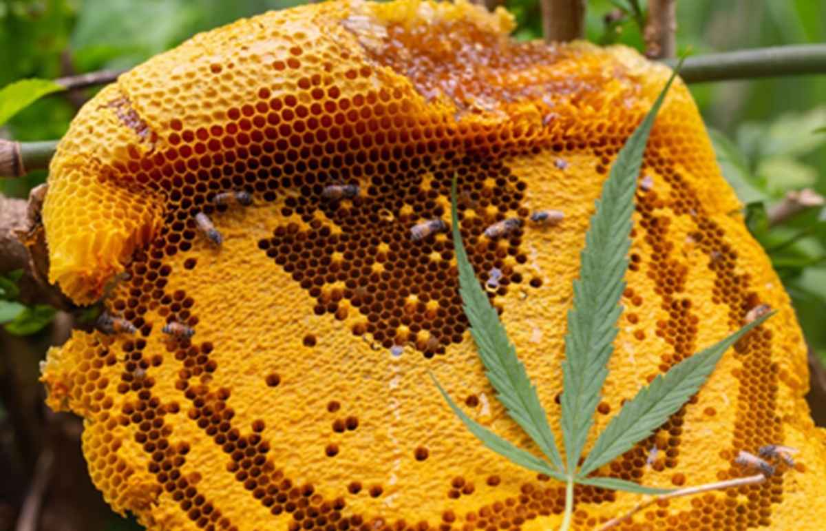 To Survive, Queen Bees Transfer Pesticide Toxins to Their Eggs
