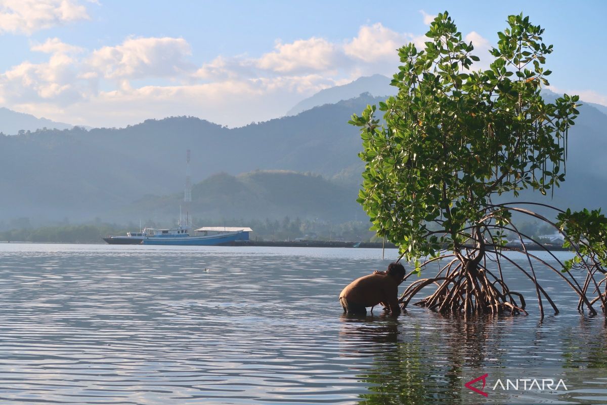 Environment Ministry promotes 'ecological repentance' through mangrove rehabilitation