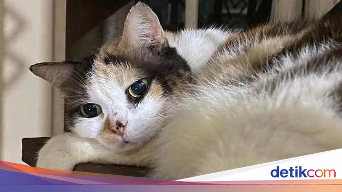 Muhammadiyah Issues Membership Cards for Cats in One Health Initiative