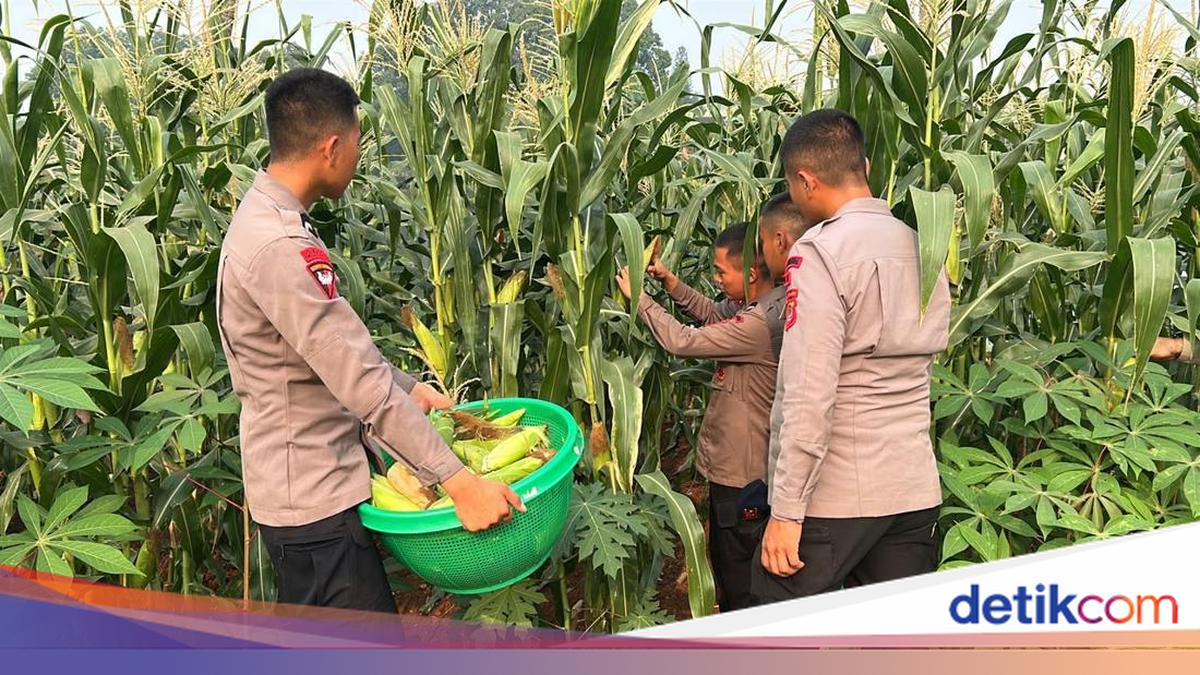 Metro Jaya Police Mobile Brigade Harvests Maize to Support Food Security