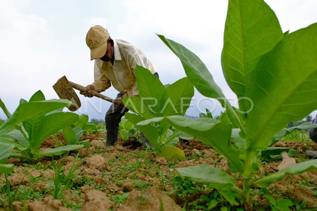 Temanggung Regent Warns Uniform Packaging Rules Threaten Tobacco Ecosystem