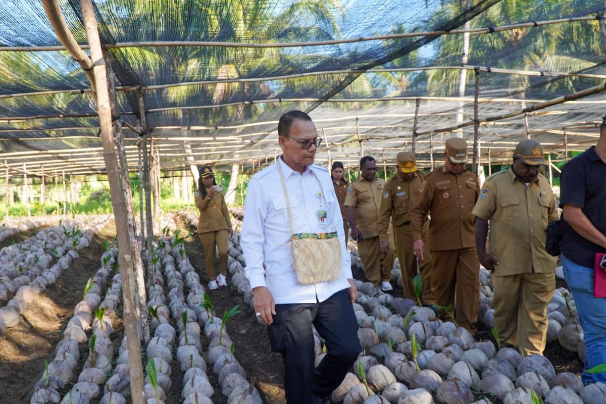 RI prepares plantation downstreaming plan in Central Papua