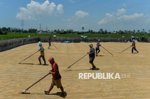 If Only Farmers Sold Rice, Not Unmilled Paddy