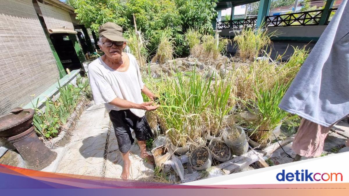 The Accidental Discovery That Led an 82-Year-Old to Create 'Scrap Rice Fields' in Gunungkidul
