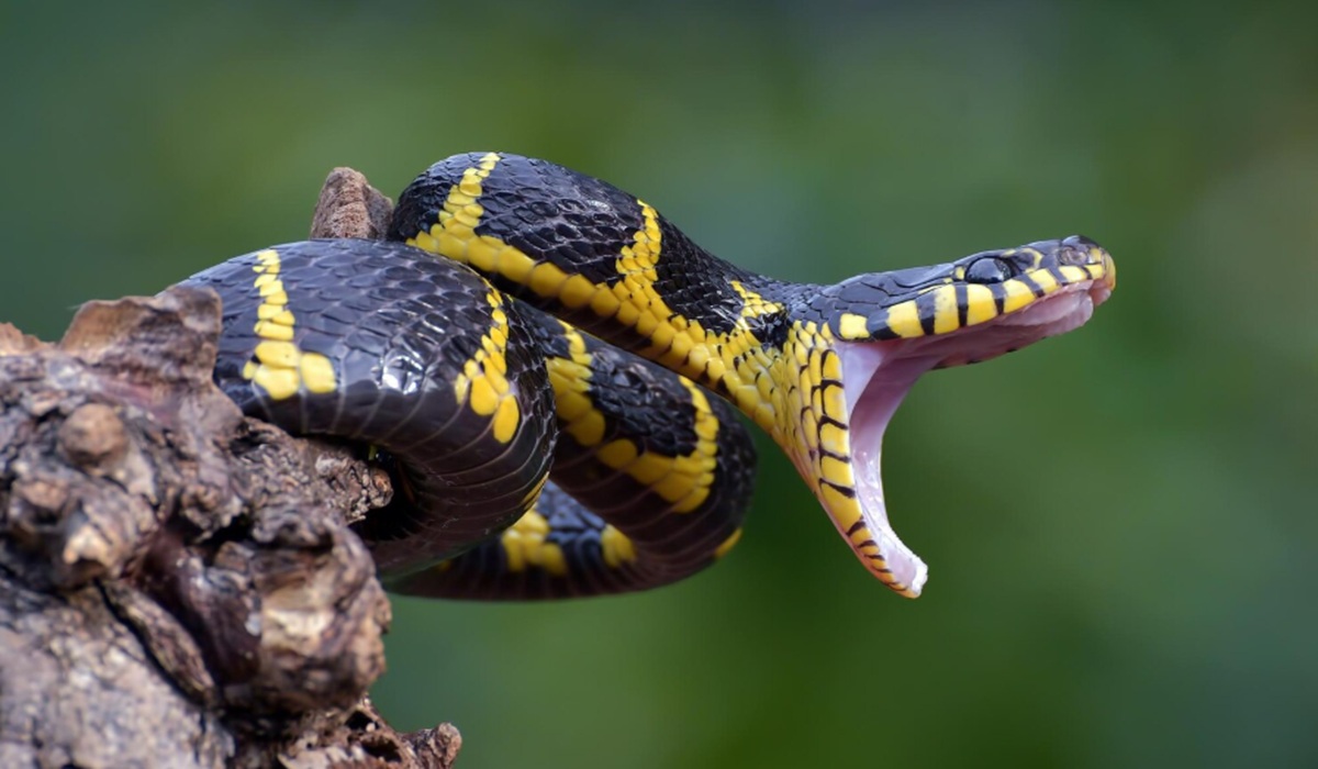 Impact of Climate Change and Land Conversion on Human-Snake Conflict