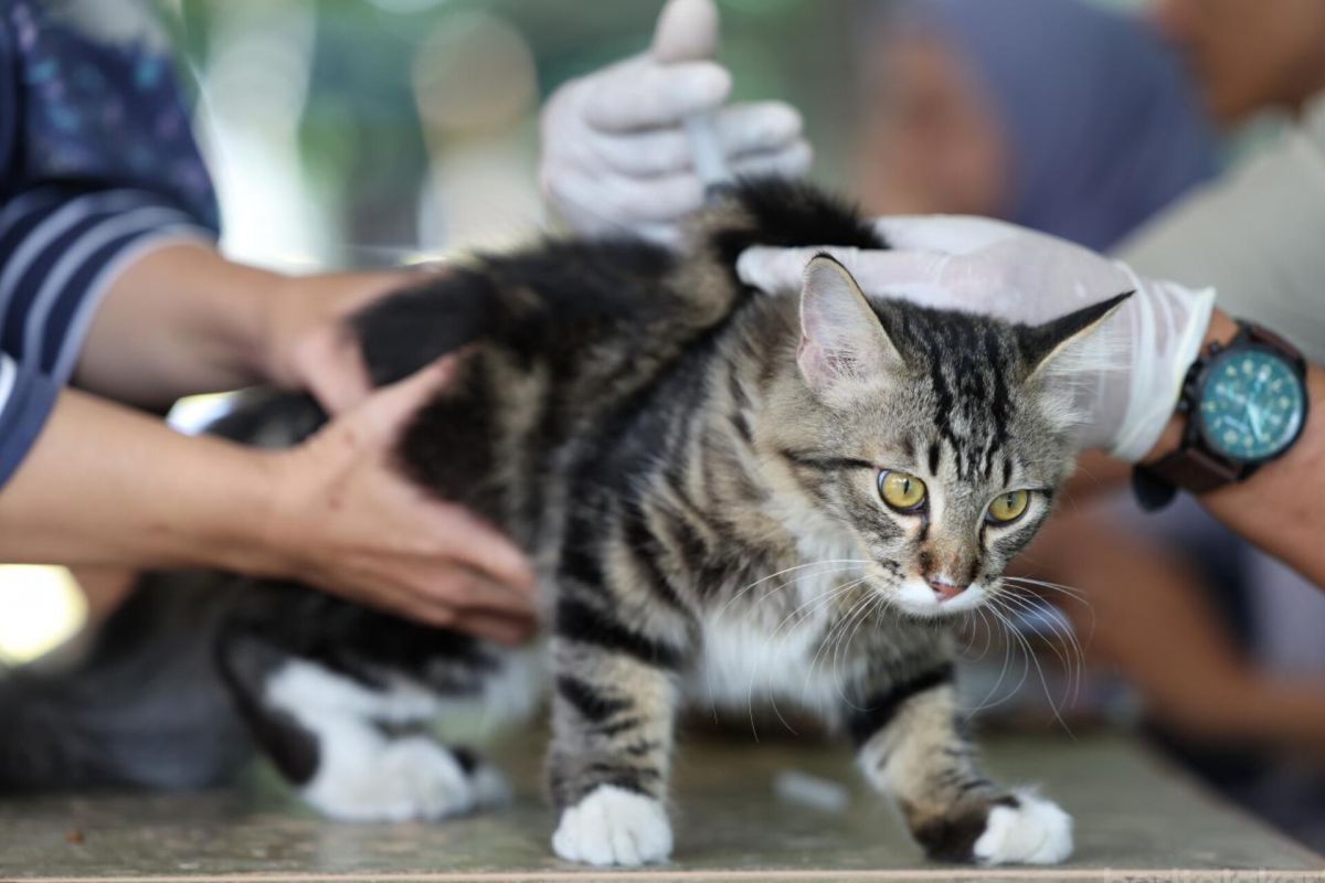 South Jakarta KPKP Agency Vaccinates 1,454 Animals Against Rabies in June