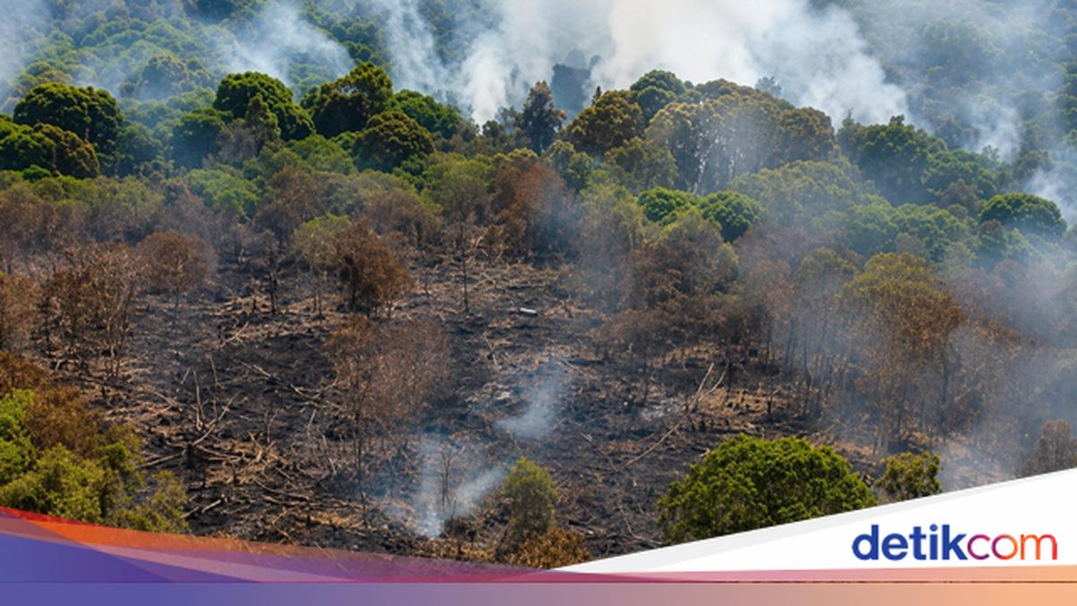 Forest and Land Fires Erupt in Central Kalimantan, BNPB Deploys Helicopter for Water Bombing