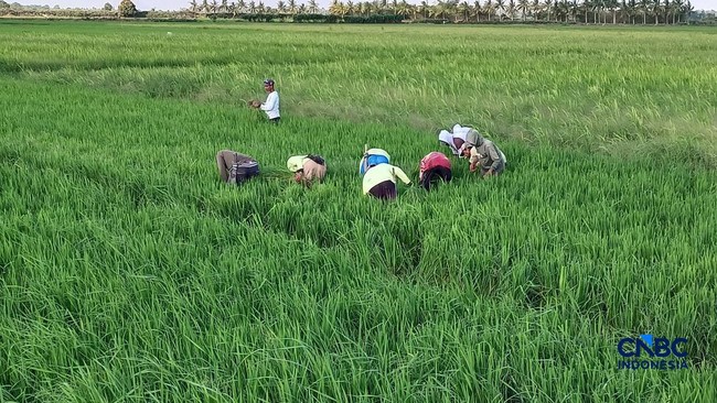 Former Transmigrants in Merauke Find Value in Gotong Royong Culture