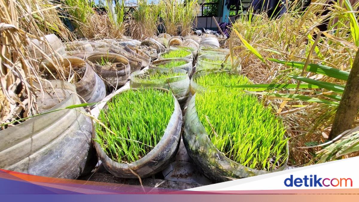 Mbah Suhan's Strategy to Combat Rats Attacking 'Scrap Rice Paddies' in Gunungkidul
