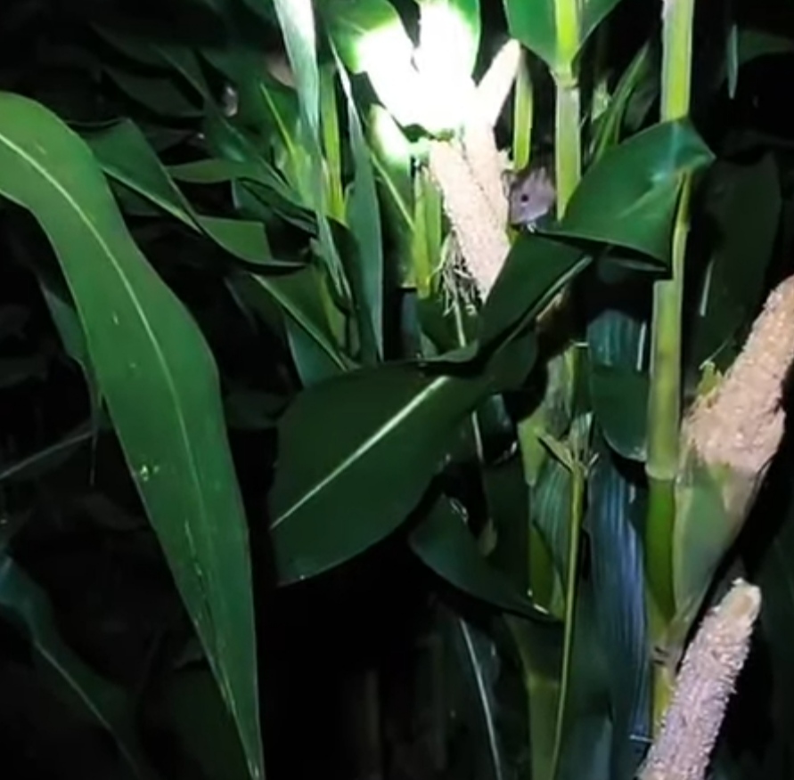 Rat Infestation Hits 353 Hectares of Rice Fields Across 24 Regions in Central Java