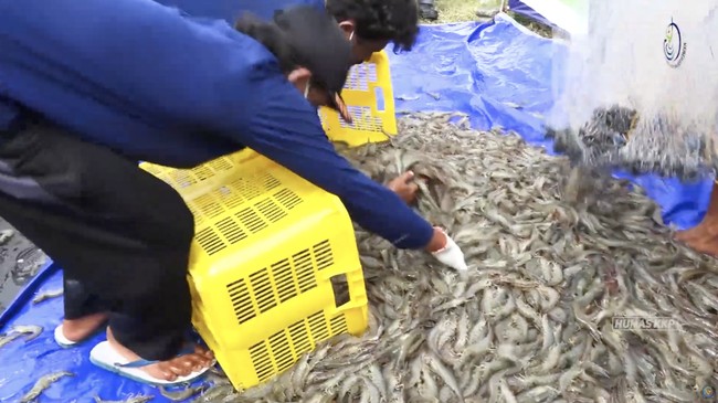 Kaesang-Affiliated Shrimp Company PMMP Struggles with Debt, Lays Off Workers
