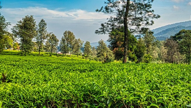 Global Tea Prices Simmer: Why Your Cuppa Could Cost More