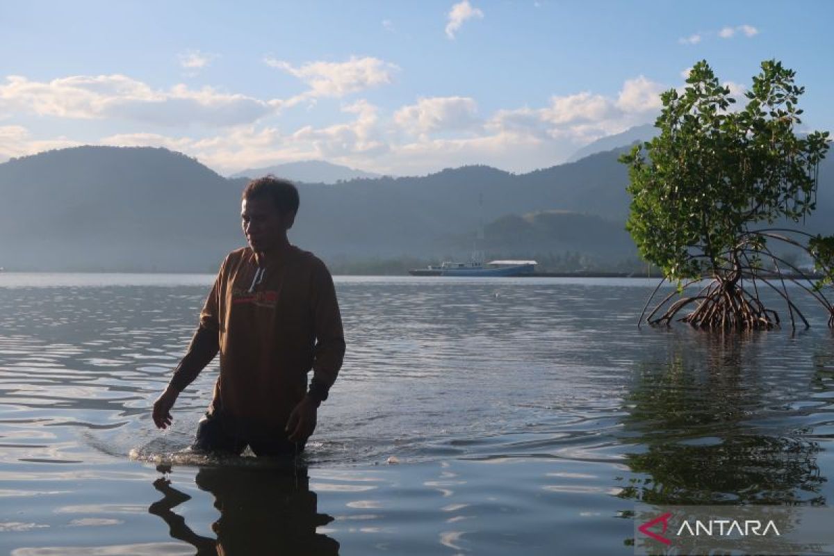Sowing Hope in Mangroves