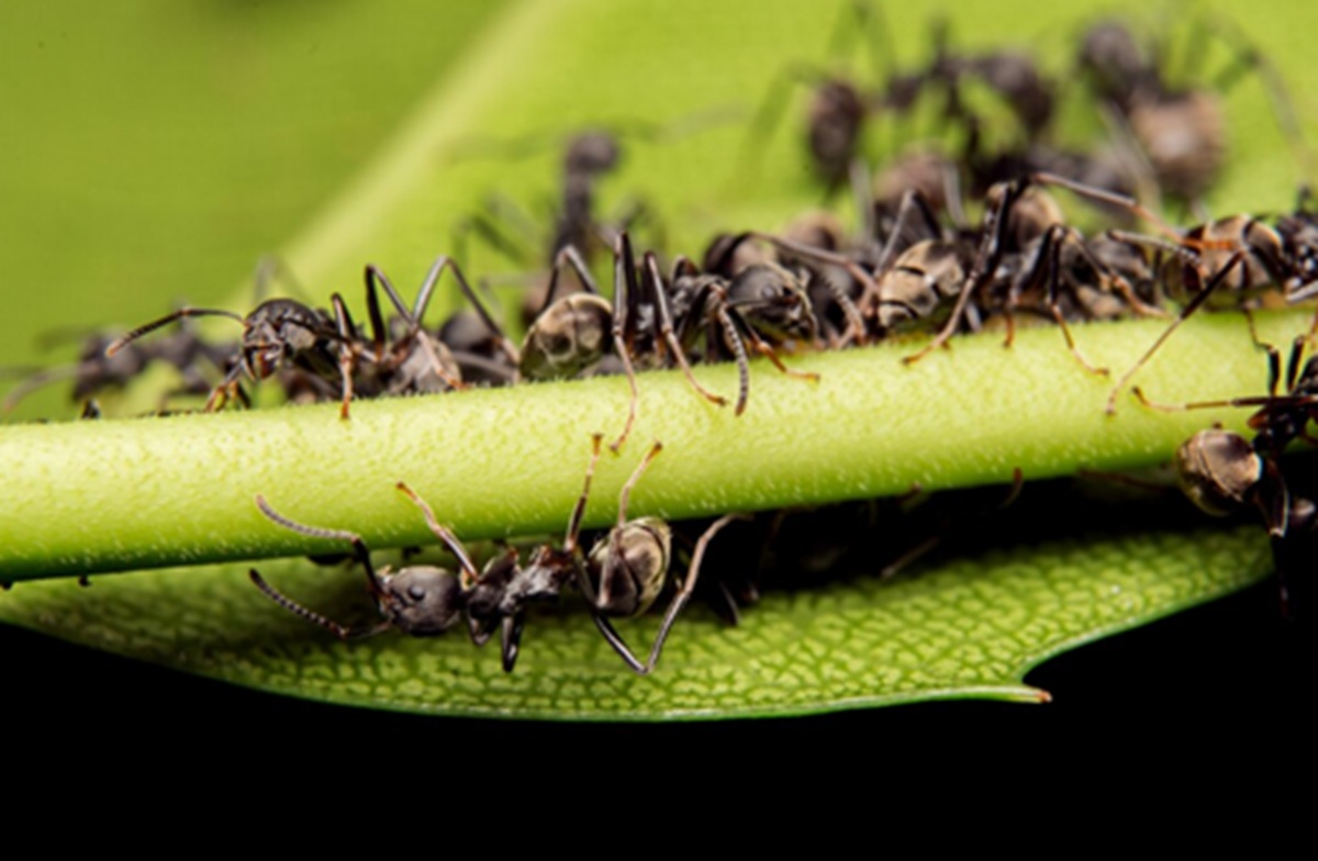 Resembling a Hospital: How Ant Colonies Share Duties to Care for Their Wounded