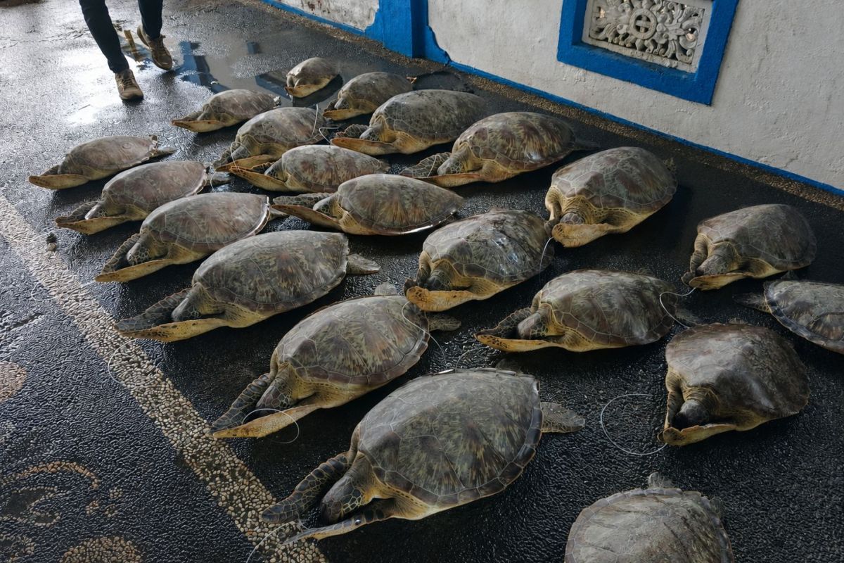21 Green Turtles from Smuggling Case Released Back into the Wild in Bali