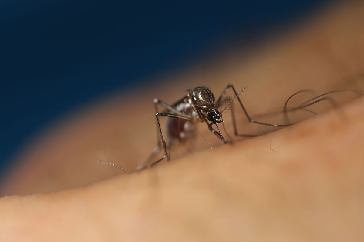 Yemen records 30 dengue-related deaths in first half of 2026
