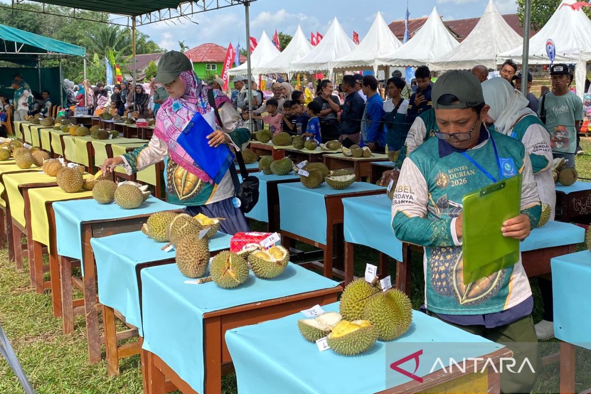 Babel Provincial Government Preserves Local Durian Germplasm Through Contest