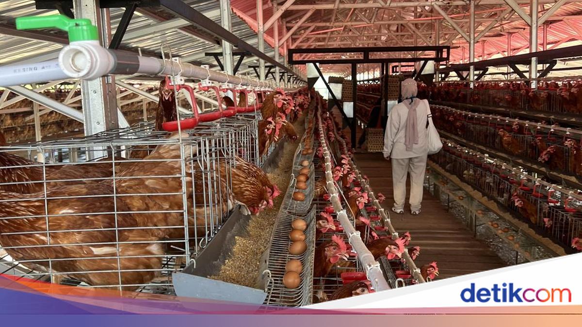 Ciangir Prison Inmates in Banten Farm Livestock, Supply Eggs to Jakarta Hotels