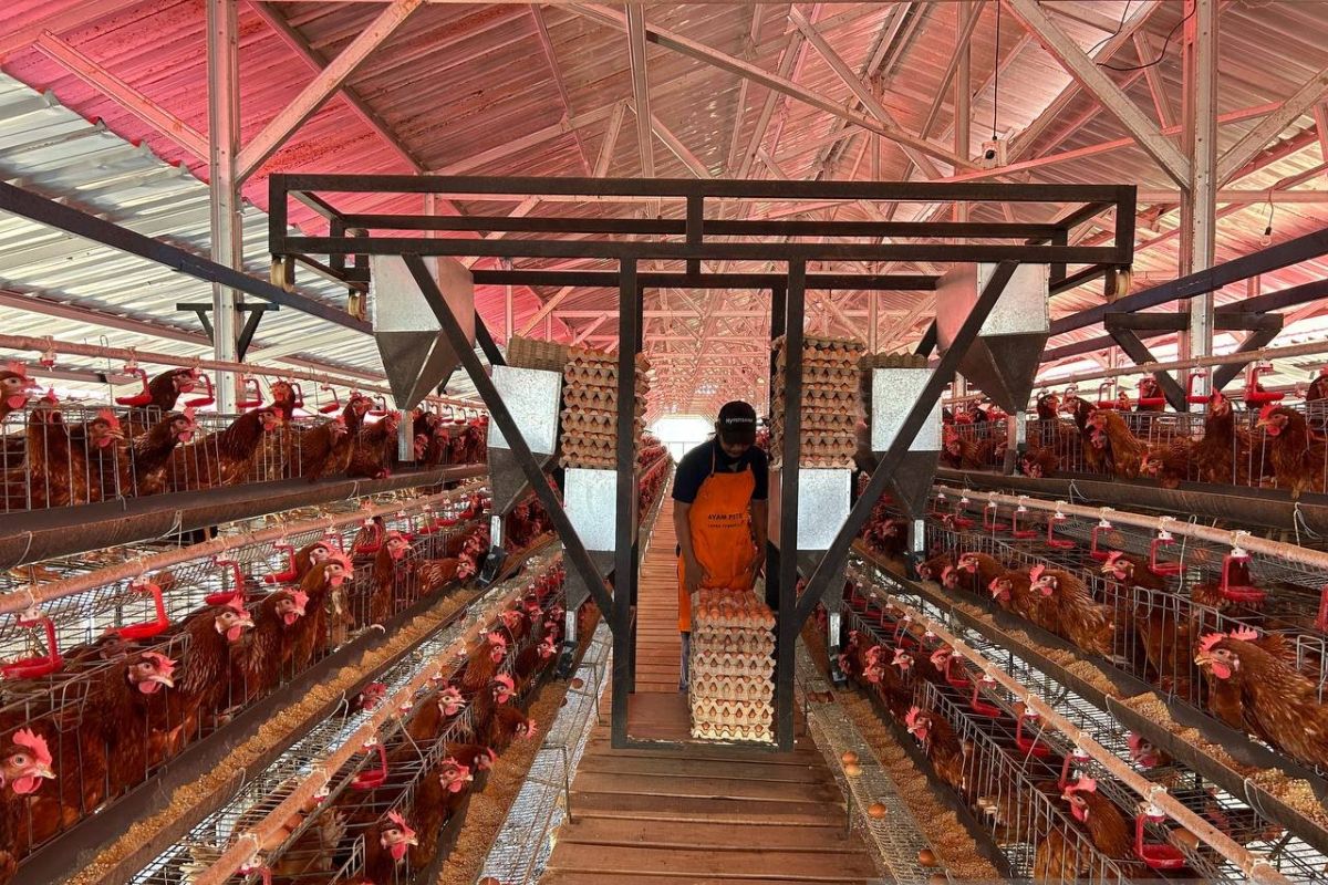 Ciangir Prison Develops Layer Chicken Farming, Producing 860 kg of Eggs Daily