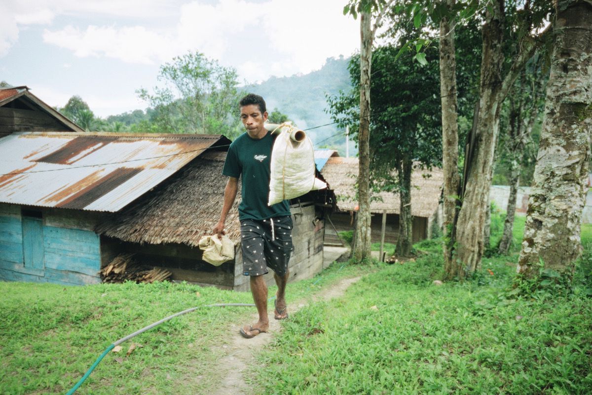 Damar resin becomes a source of livelihood for the people of Negeri Neniari, Maluku