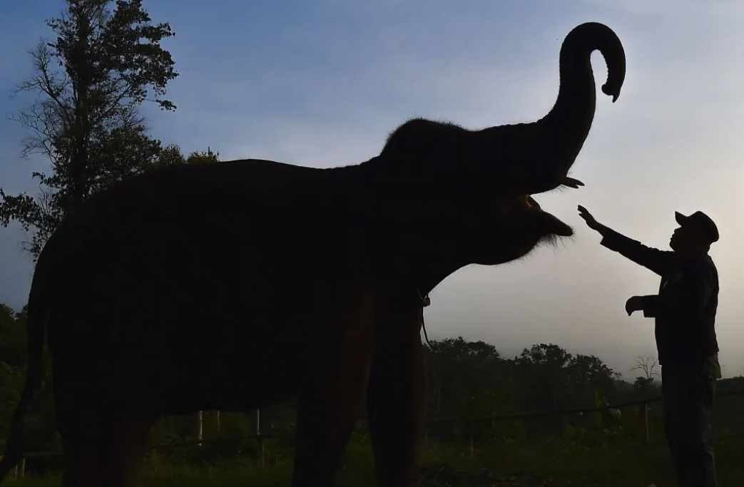 Presidential Instruction Backs Forestry Minister's Push to Strengthen National Elephant Conservation